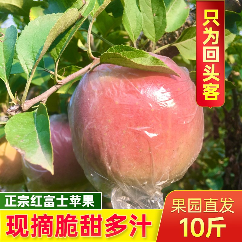 大沙河红富士脆甜苹果新鲜水果当季现摘10斤丑苹果原生态整箱