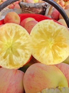 正宗新疆阿克苏冰糖心苹果新鲜水果特级红富士丑苹果10斤顺丰包邮