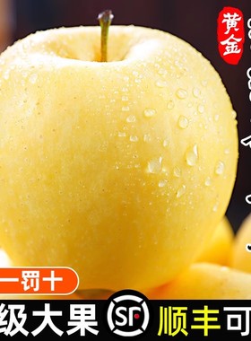 黄金维纳斯苹果5斤新鲜当季水果奶油黄富士冰糖心丑平果整箱包邮