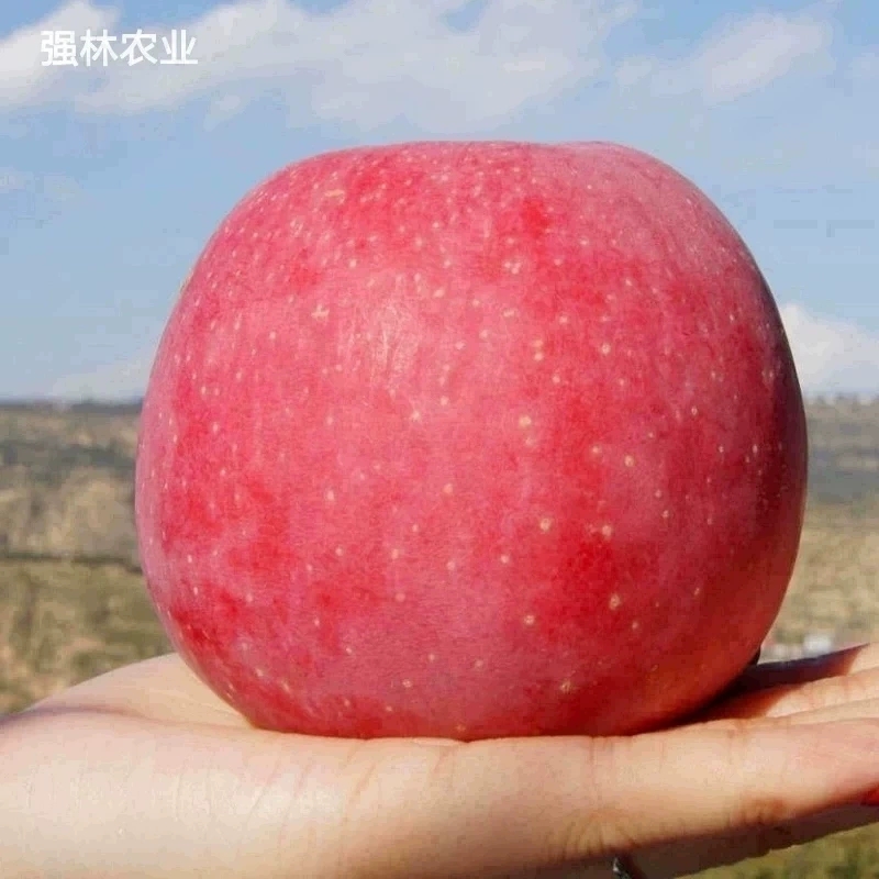 正宗甘肃静宁红富士苹果一级精品冰糖心旗舰店水果新鲜整一箱10斤
