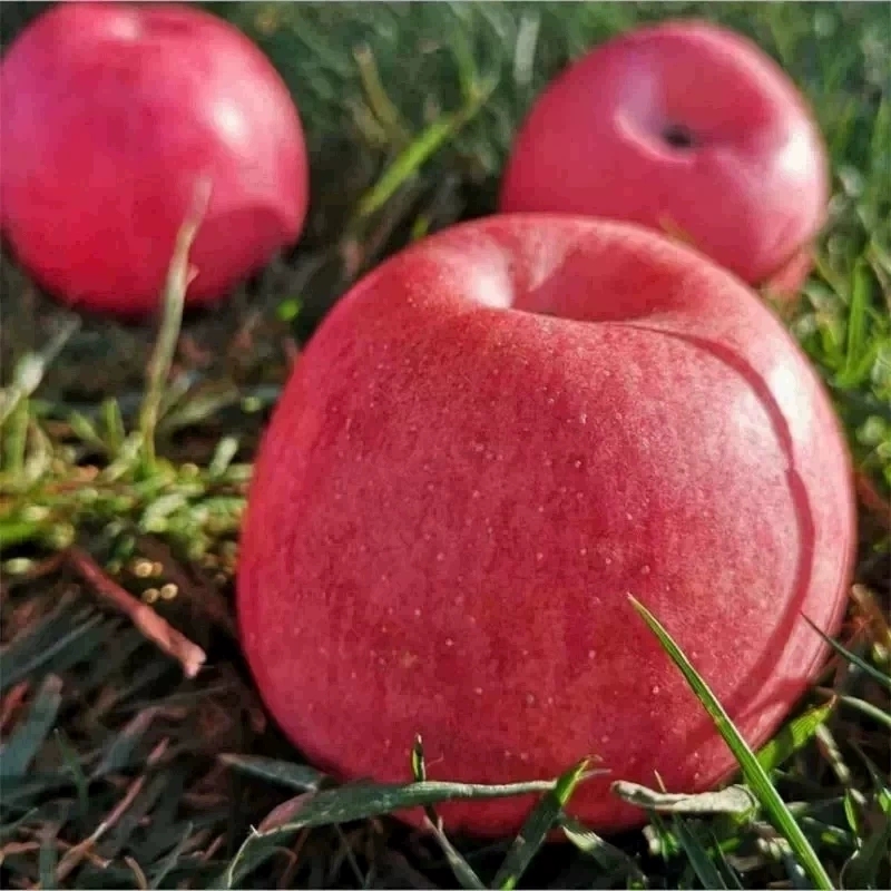 精品正宗庆阳苹果10斤当季吃的整一箱甘肃新鲜水果应红富士冰糖心