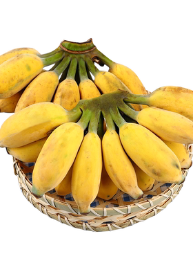 【正宗苹果蕉】广西当季苹果粉蕉粉糯香甜新鲜水果香蕉带箱5-10斤