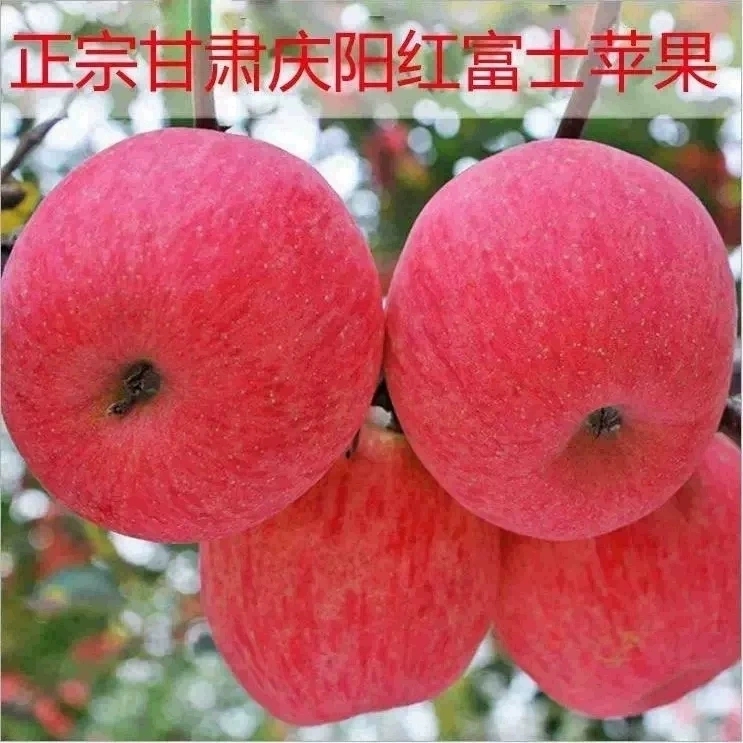 精品正宗庆阳苹果10斤当季吃的整一箱甘肃新鲜水果应红富士冰糖心