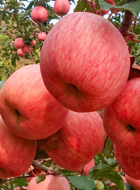 陕西膜袋红富士苹果一级脆甜当季新鲜水果条红冰糖心10斤整箱包邮