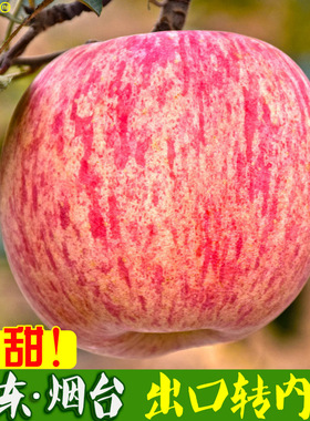 山东烟台红富士10斤大果栖霞苹果新鲜水果5斤一箱脆甜多汁正宗