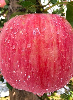陕西红富士苹果新鲜水果当季非洛川红苹果冰糖心10斤包邮
