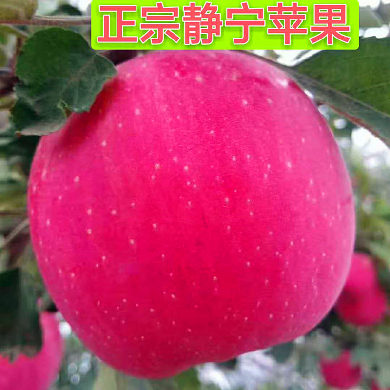 正宗静宁苹果新鲜红富士甘肃水果优质大苹果超大真脆甜10斤批包邮