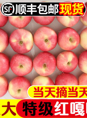2023新嘎啦苹果10斤水果新鲜当季整箱青红富士脆甜冰糖心丑小平果
