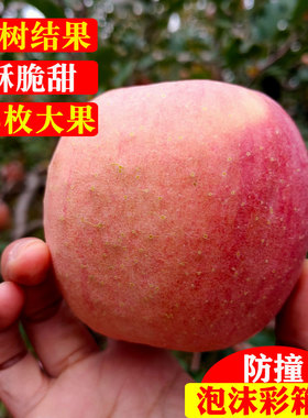 冰糖心红富士新鲜水果丑苹果山西运城临猗果园应季脆甜10斤箱吃的
