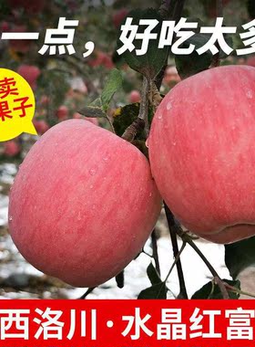 陕西洛川红富士苹果新鲜水果现摘现发脆甜多汁冰糖心孕妇水果包邮