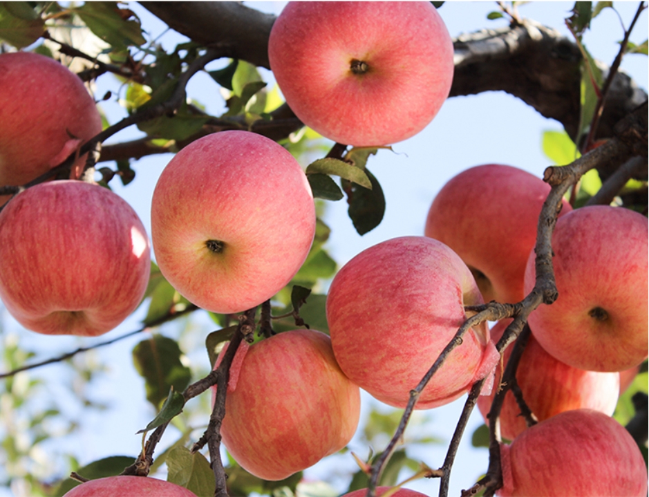 新鲜应季水果苹果膜袋红富士苹果现摘现发早熟富士整箱十斤精选