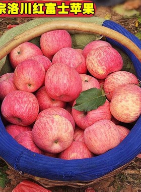 正宗陕西洛川红富士苹果23年新果现摘现发水果新鲜一级整箱10斤