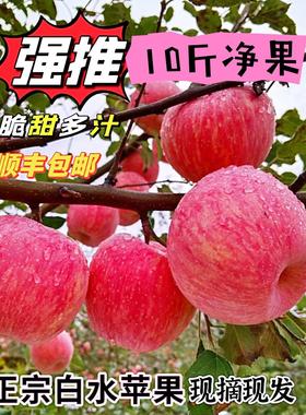 陕西红富士苹果新鲜10斤脆甜头茬不打蜡自然熟现摘现发产地直发