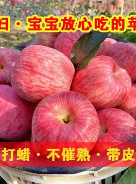 山东红富士苹果水果新鲜甜脆当季整箱孕妇5斤包邮正宗烟台栖霞香