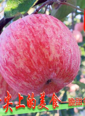 山东烟台苹果栖霞脆甜苹果当季包邮苹果水果新鲜红富士5斤一整箱