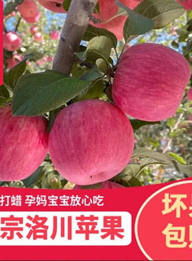 陕西洛川红富士苹果水果新鲜整箱当季脆甜苹果冰糖心一箱5斤/10斤