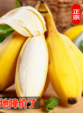【新鲜采摘】正宗苹果蕉香蕉新鲜5斤9斤水果甜蕉自然熟当季整箱