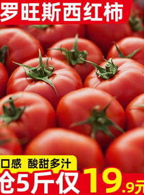 正宗四川自然熟普罗旺斯西红柿5斤新鲜生吃水果露天沙瓤大番茄9