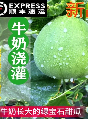 【顺丰配送】山东绿宝甜瓜正宗绿宝石香瓜现摘孕妇当季鲜水果