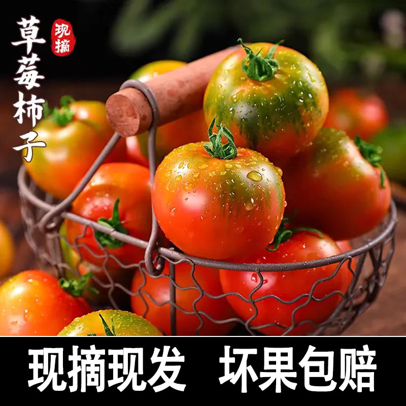 丹东铁皮柿子5斤西红柿新鲜碱地盘锦草莓柿子自然熟生吃水果番茄