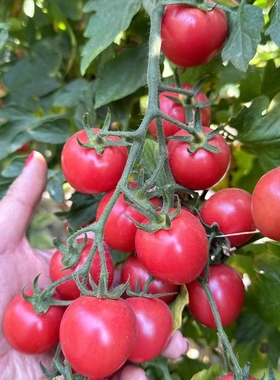 新鲜攀枝花千禧番茄超甜小番茄圣女果新鲜水果生吃小番茄小西红柿