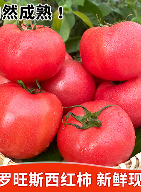 陕西泾阳沙瓤普罗旺斯西红柿生吃柿子4.5斤新鲜水果番茄自然成熟