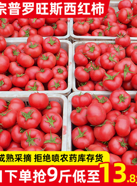 正宗自然熟普罗旺斯西红柿5斤新鲜生吃水果山东露天沙瓤大番茄9