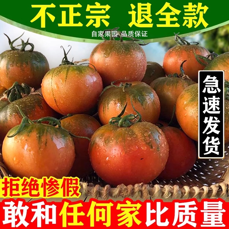正宗丹东草莓柿子5斤自然熟生吃新鲜水果西红柿铁皮绿腚番茄碱地