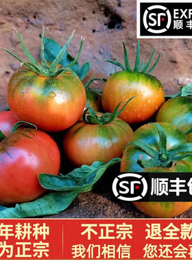 正宗丹东铁皮草莓柿子盘锦碱地即食新鲜自然熟绿腚番茄水果西红柿