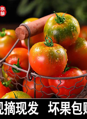 丹东铁皮柿子5斤西红柿新鲜碱地盘锦草莓柿子自然熟生吃水果番茄
