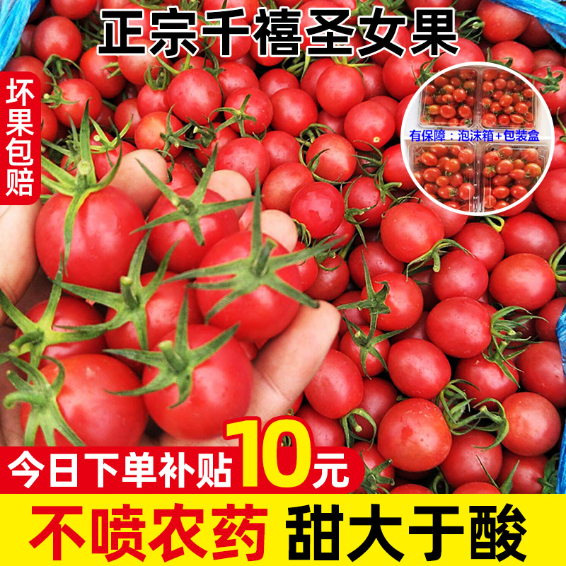 正宗现摘千禧圣女果5斤小番茄新鲜水果当季自然熟蔬菜西红柿生