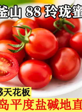 釜山88小番茄圣女果千禧玲珑果新鲜水果现摘樱桃小柿子自然熟超甜