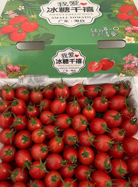 现货广东电白冰糖千禧5斤甜新鲜冰糖小番茄水果市场西红柿现摘发