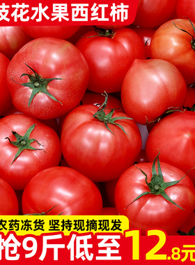 四川攀枝花露天沙瓤水果西红柿9斤新鲜自然熟生吃老品种普罗旺斯5