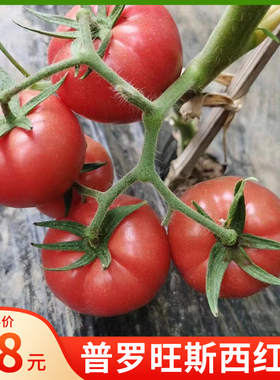 普罗旺斯西红柿山东生吃沙瓤自然熟水果整箱新鲜番茄时令蔬菜草莓