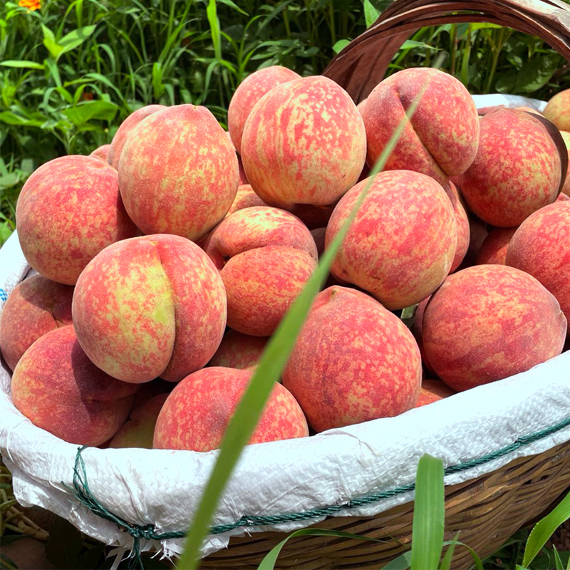 血桃5斤水果新鲜红心桃子当季毛桃整箱10现摘现发脆桃应季水蜜桃