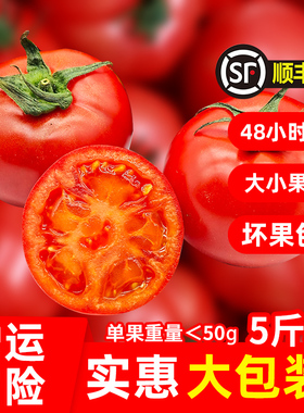 嘉红100番茄富含维C新鲜好吃孕妇可食西红柿水果大包散装顺丰包邮