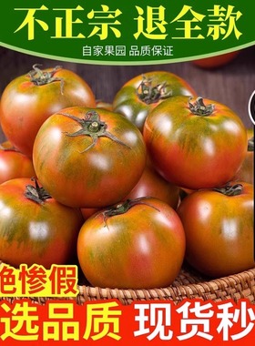 草莓柿子丹东番茄5斤西红柿盘锦碱地生吃水果新鲜自然熟铁皮柿子