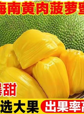 海南三亚黄肉菠萝蜜当季特产新鲜水果整箱40斤一整个木波罗蜜包邮