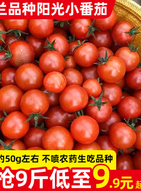 荷兰品种阳光水果迷你小番茄5-9斤自然熟新鲜普罗旺斯沙瓤西红柿
