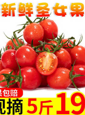 千禧圣女果新鲜现摘小番茄水果西红柿自然熟当季整箱包邮5斤超甜