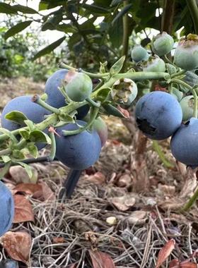 凉山新鲜蓝莓孕妇水果小孩辅食应季水果现摘现发
