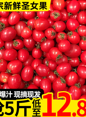 正宗云南高山圣女果小番茄5斤新鲜樱桃小西红柿孕妇水果现摘现发