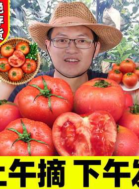 正宗山东自然熟普罗旺斯西红柿9斤新鲜生吃水果露天沙瓤大番茄5