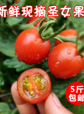 云南新鲜圣女果5斤非千禧樱桃小番茄水果农家现摘西红柿蔬菜包邮