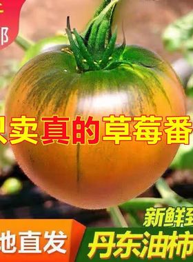 丹东铁皮草莓柿子5斤新鲜生吃水果番茄绿腚碱地西红柿自然熟现摘