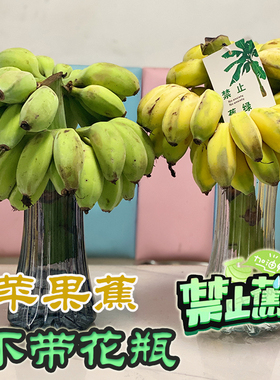 禁止蕉绿广西苹果蕉整串带杆办公室桌面绿植水培不焦虑香蕉水果