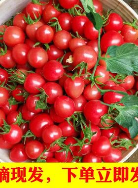 圣女果新鲜水果5斤现摘农家小番茄自然熟西红柿孕妇蔬菜生吃千禧
