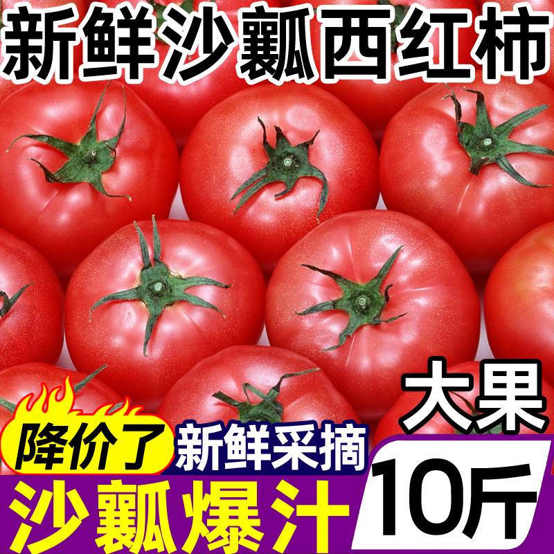 正宗新鲜沙瓤西红柿10斤自然熟非普罗旺斯铁皮柿子蔬菜水果大番茄