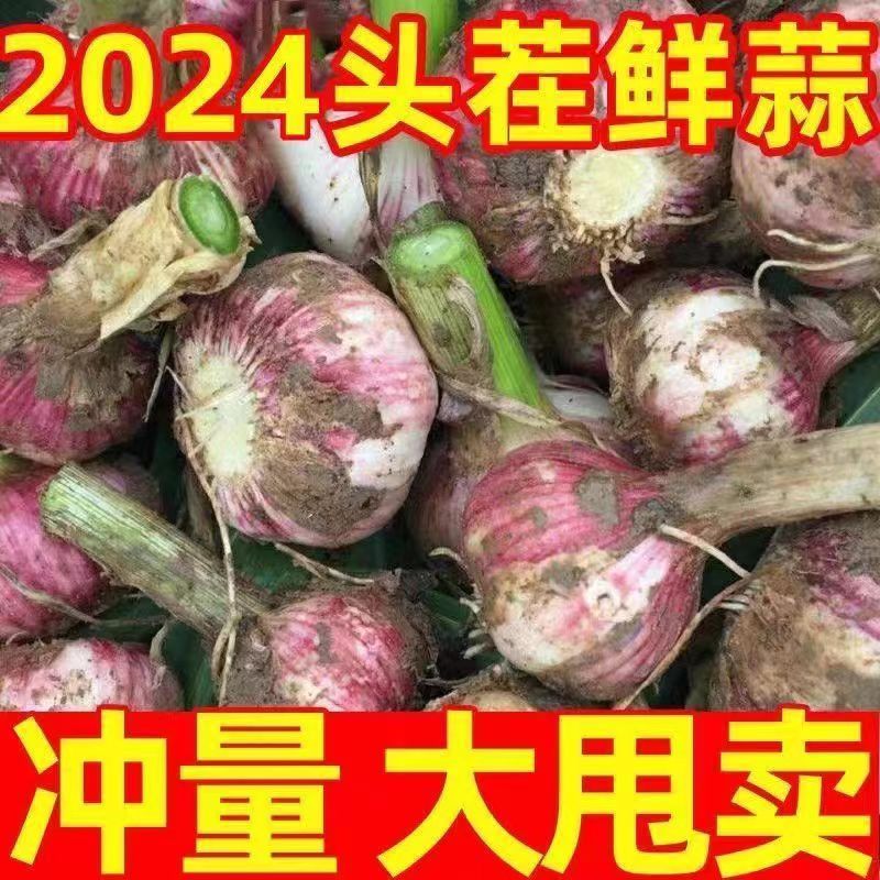 2024现挖新鲜紫皮大蒜头湿蒜多瓣10腌制糖醋泡蒜蔬菜河南大蒜5斤